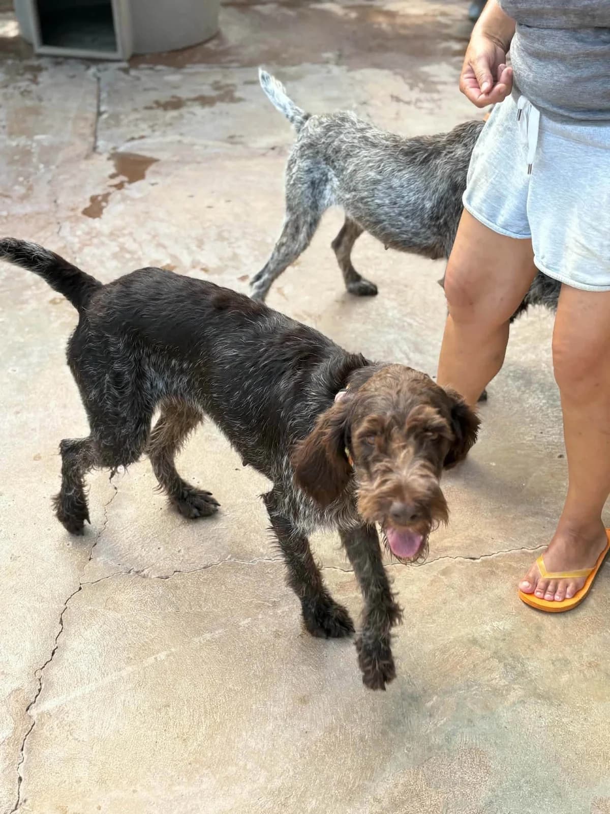 Abbey, female puppy Pointer for adoption at Rehoming Cyprus Pointers (Apollo