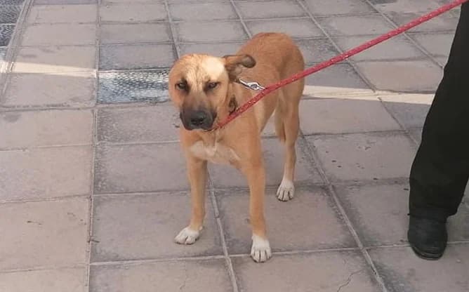 Woody, Mixed Breed for adoption at Rescue Animals of North Africa (RANA)