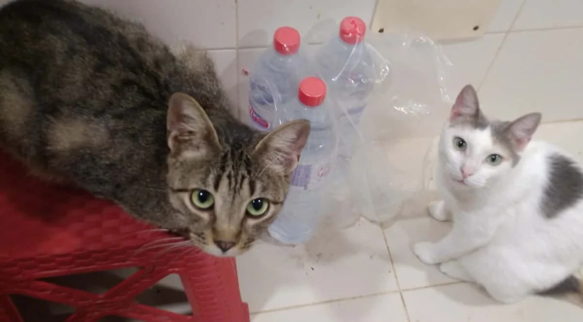 Emma & Samira, young Mixed Breed for adoption at Rescue Animals of North Africa (RANA)