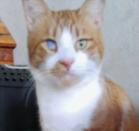 Donald, 7yo Mixed Breed for adoption at Rescue Animals of North Africa (RANA)
