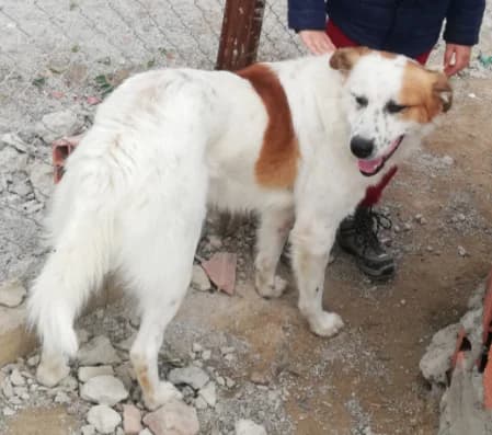 Zulu, Mixed Breed for adoption at Rescue Animals of North Africa (RANA)