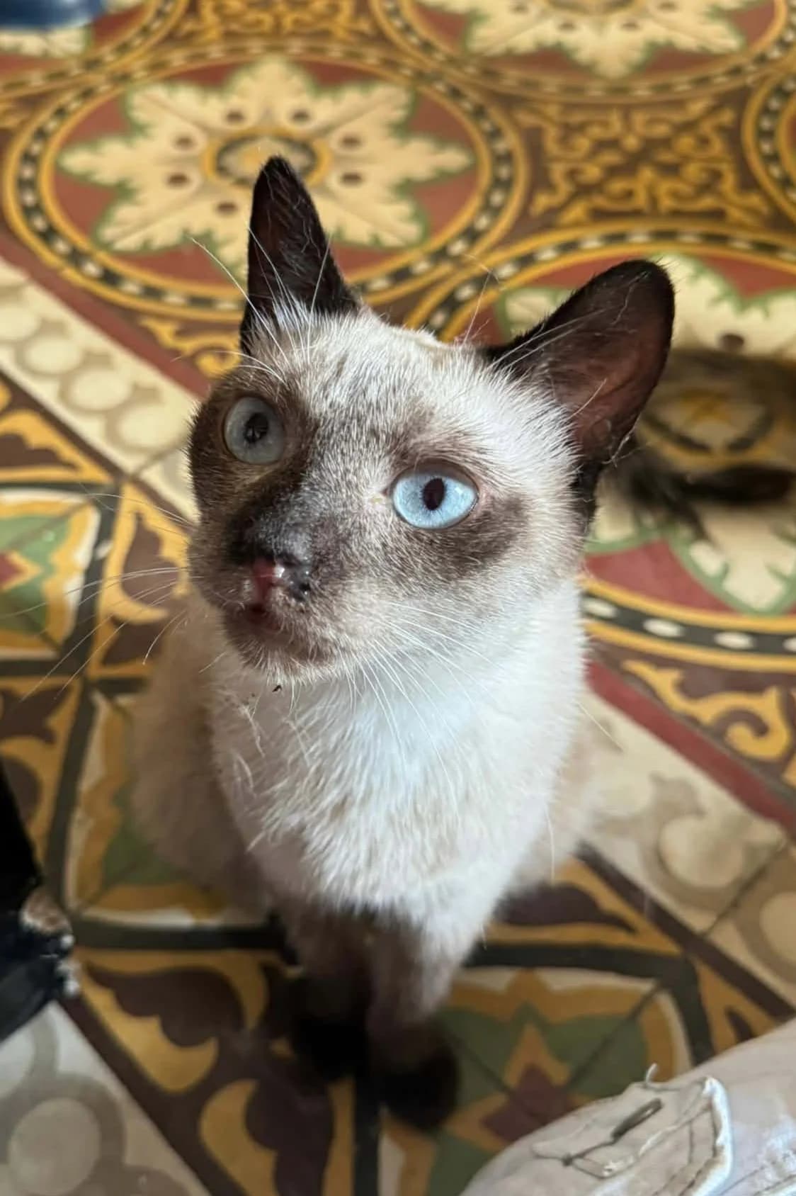 Zaphira, young Mixed Breed for adoption at Rescue Animals of North Africa (RANA)