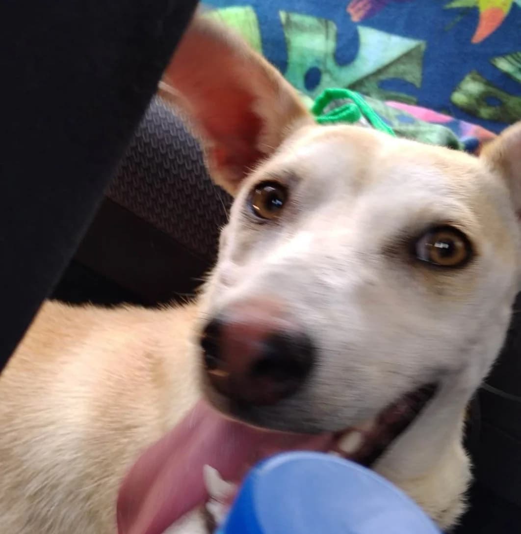 Dina, Mixed Breed for adoption at Rescue Animals of North Africa (RANA)