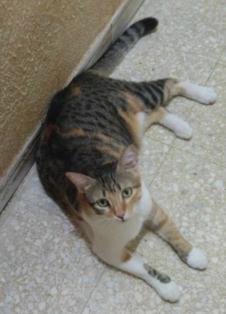 Tasou, Mixed Breed for adoption at Rescue Animals of North Africa (RANA)