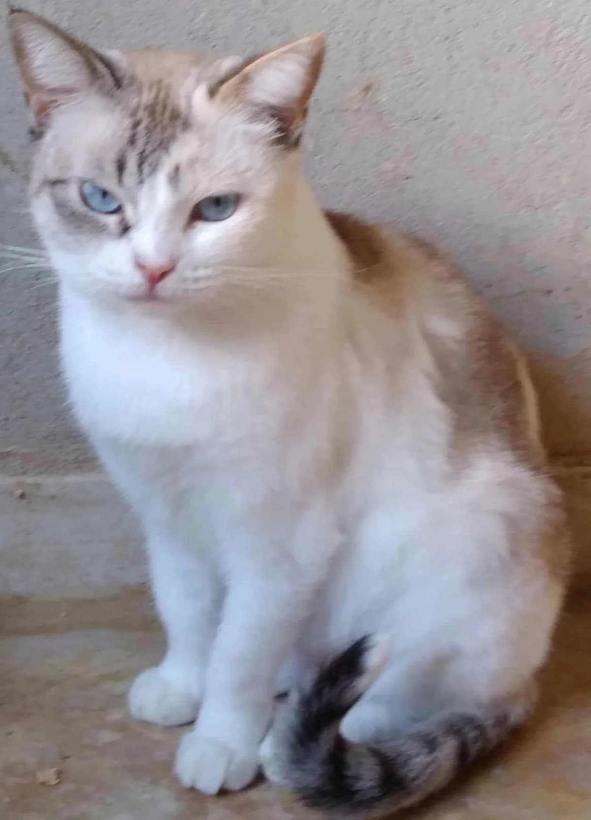 Olga, 6yo Mixed Breed for adoption at Rescue Animals of North Africa (RANA)