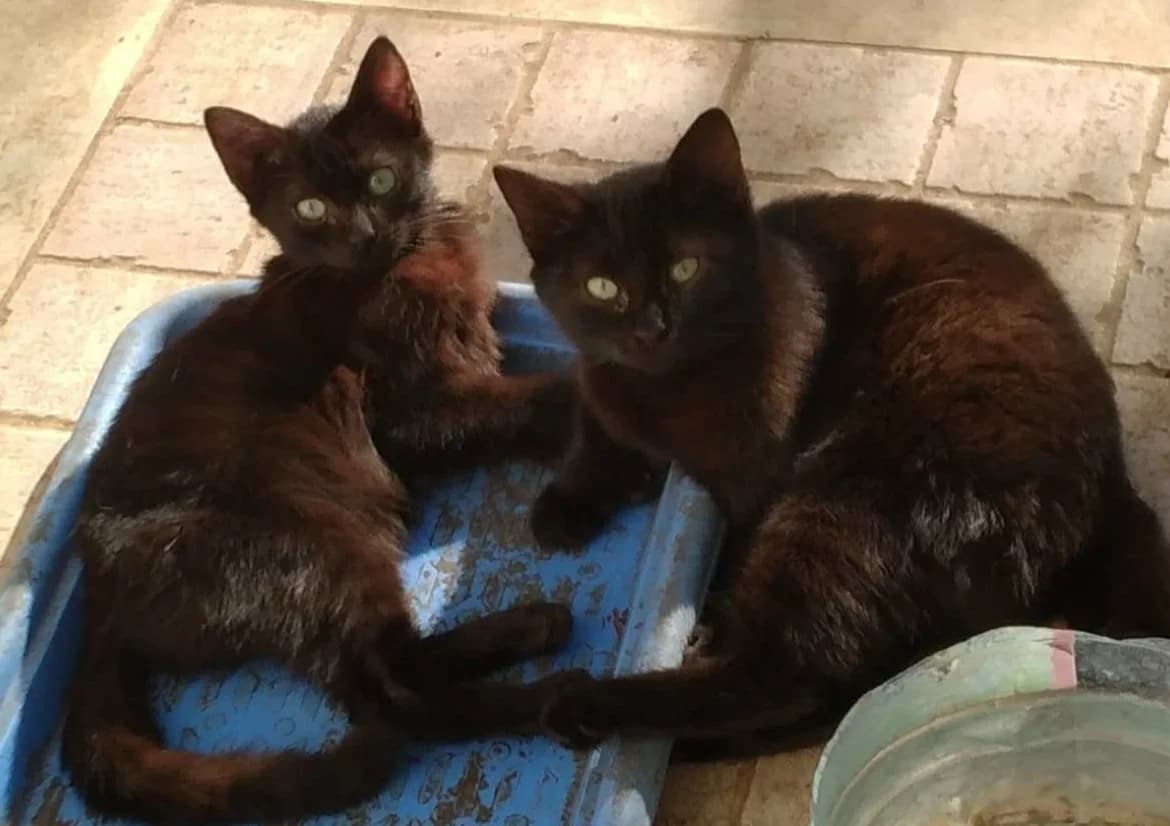 Dana & Diana, puppy Mixed Breed for adoption at Rescue Animals of North Africa (RANA)