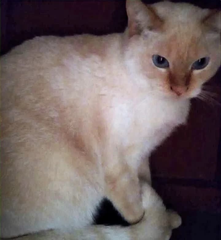 Fetin, 5yo Mixed Breed for adoption at Rescue Animals of North Africa (RANA)