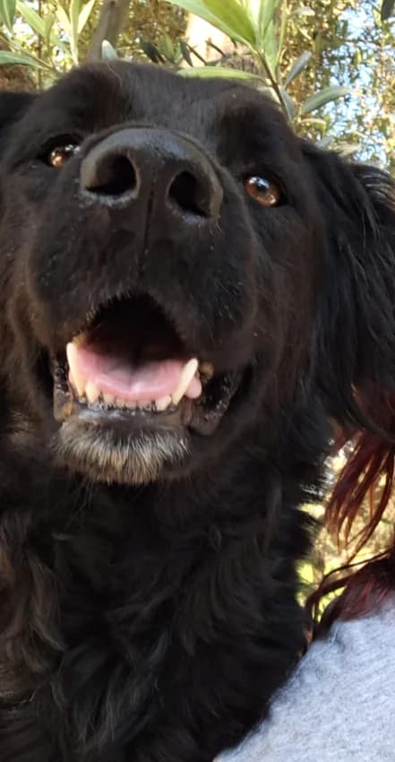 Chiana, Mixed Breed for adoption at Rescue Animals of North Africa (RANA)
