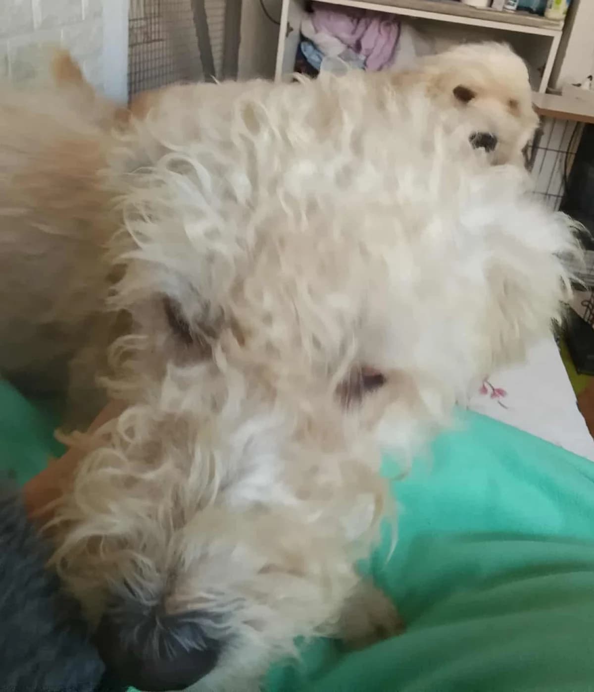 Emma, 3yo Mixed Breed for adoption at Rescue Animals of North Africa (RANA)