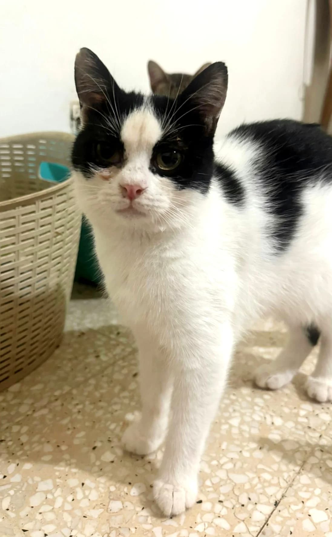 Yara, young Mixed Breed for adoption at Rescue Animals of North Africa (RANA)