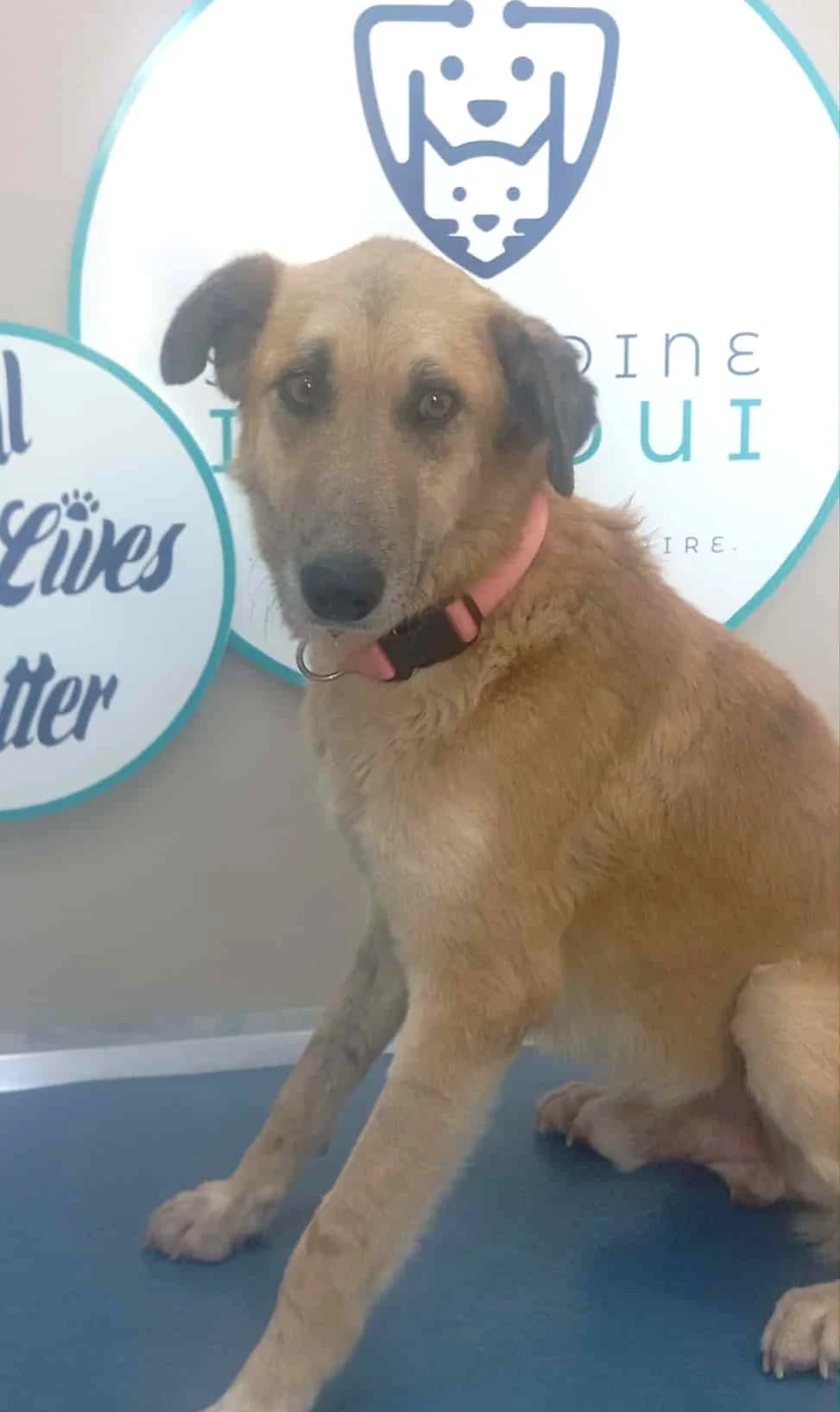 Hamza, Mixed Breed for adoption at Rescue Animals of North Africa (RANA)