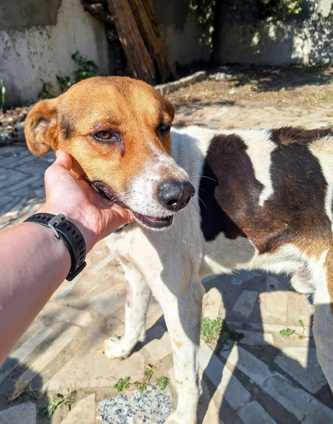 Alphie, Mixed Breed for adoption at Rescue Animals of North Africa (RANA)