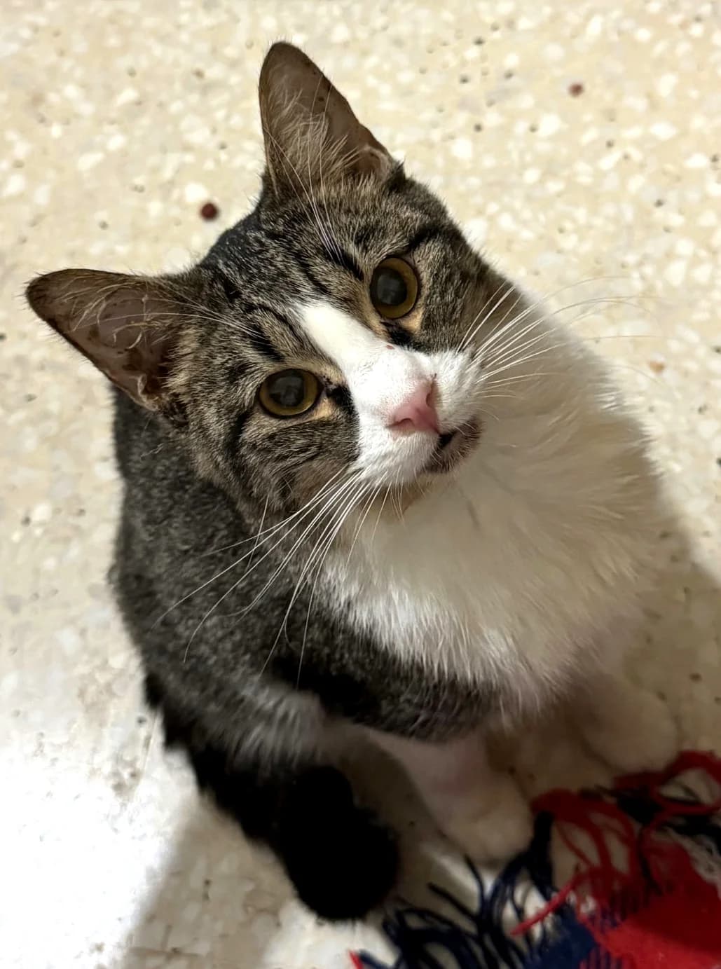 Ember, young Mixed Breed for adoption at Rescue Animals of North Africa (RANA)