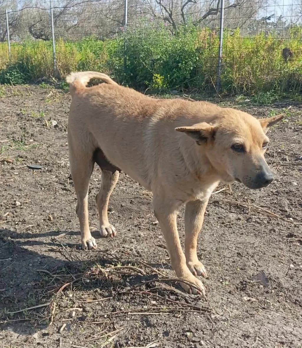 Bear, Mixed Breed for adoption at Rescue Animals of North Africa (RANA)