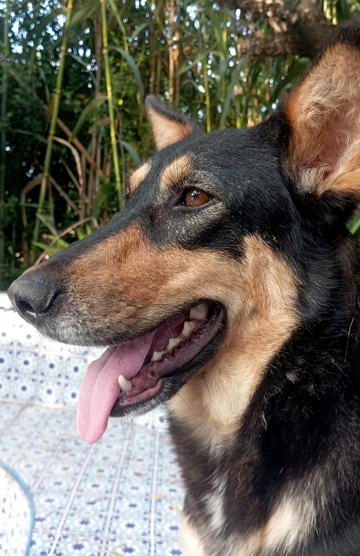 Olive, Mixed Breed for adoption at Rescue Animals of North Africa (RANA)