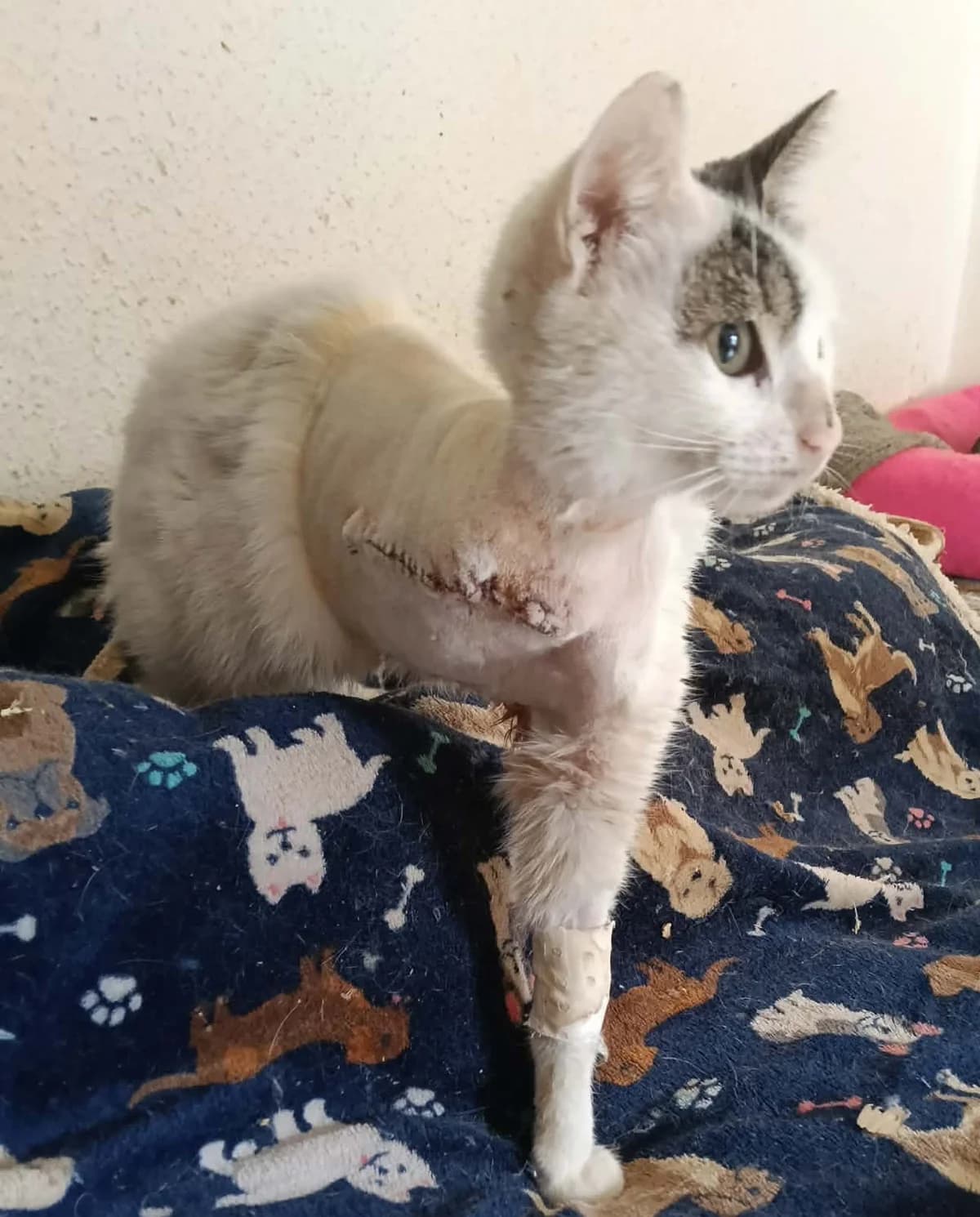 Valentine, Mixed Breed for adoption at Rescue Animals of North Africa (RANA)