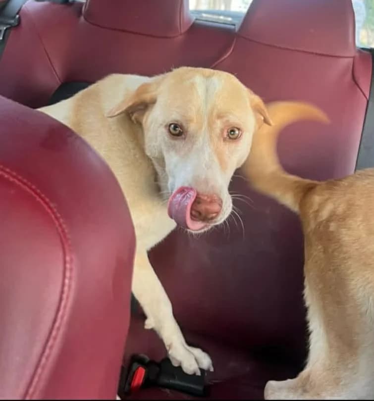Raml, Mixed Breed for adoption at Rescue Animals of North Africa (RANA)