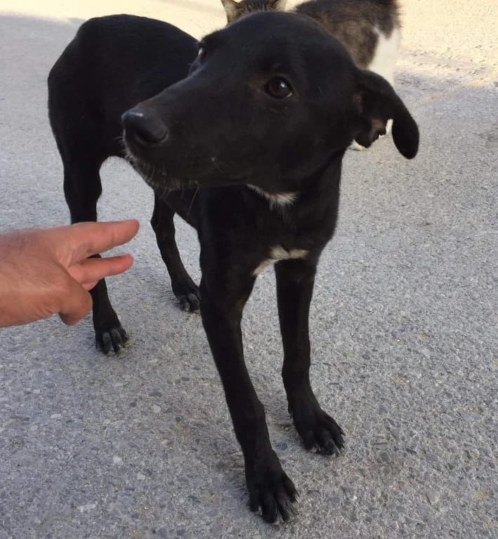 Harper, Mixed Breed for adoption at Rescue Animals of North Africa (RANA)