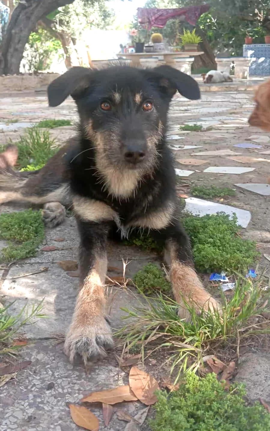 Gypsy, Mixed Breed for adoption at Rescue Animals of North Africa (RANA)