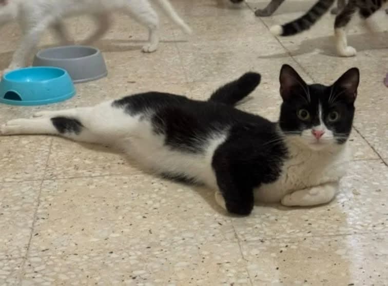 Sami, young Mixed Breed for adoption at Rescue Animals of North Africa (RANA)