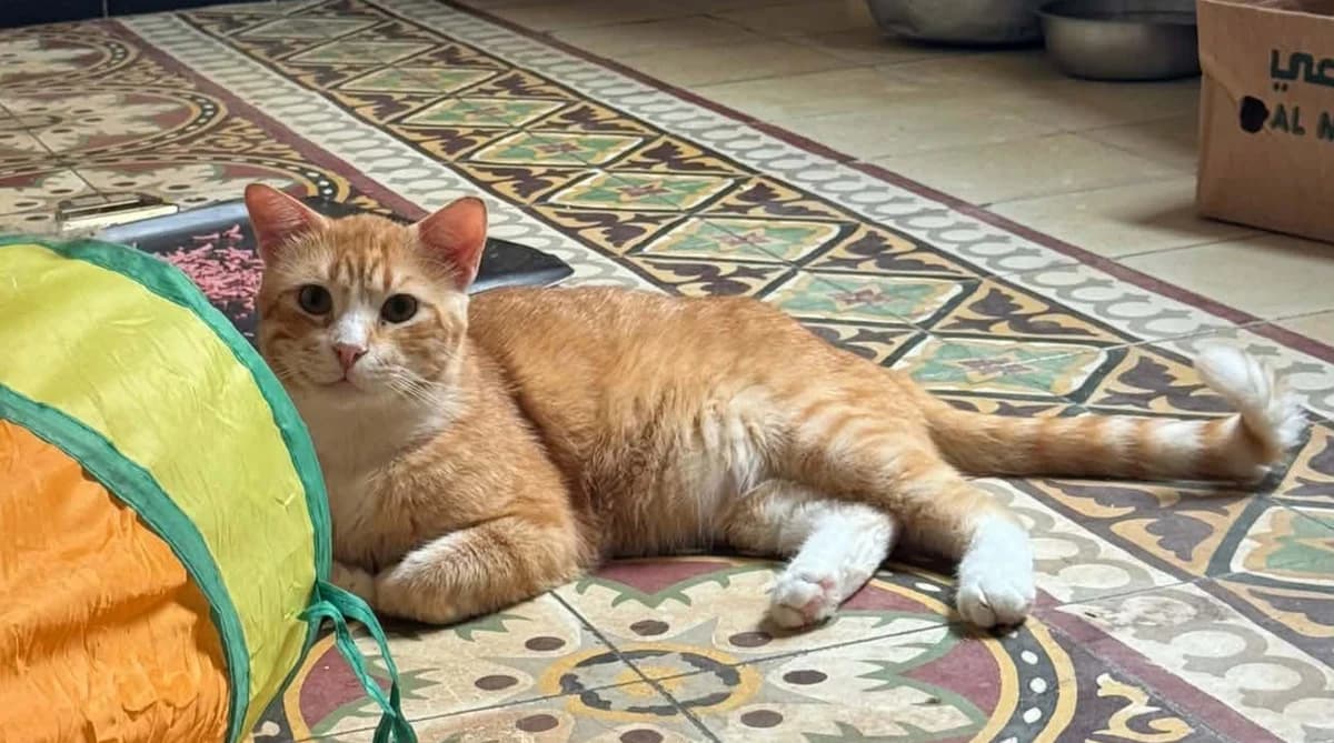 Samba, Mixed Breed for adoption at Rescue Animals of North Africa (RANA)