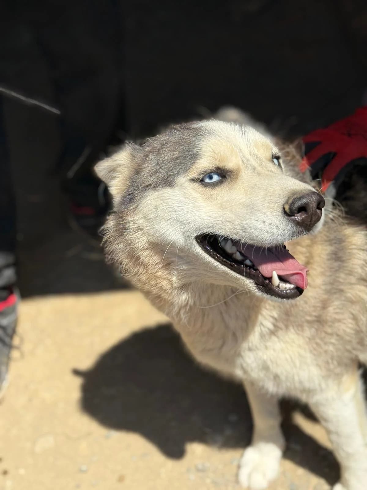 Nemesi, female young Mixed Breed for adoption at Rescue Me Dogs