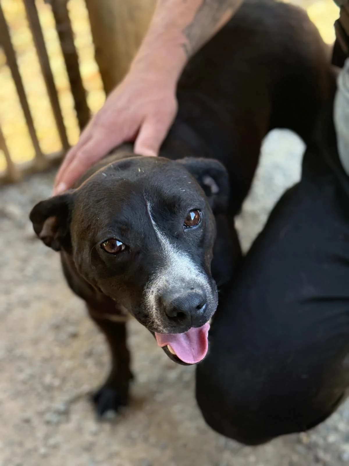 Molly, female 5yo Mixed Breed for adoption at Rescue Me Dogs
