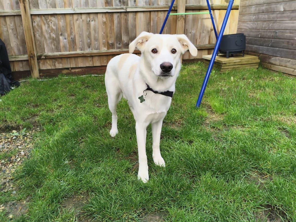 Cheerio, male puppy Mixed Breed for adoption at Rescue Me Dogs