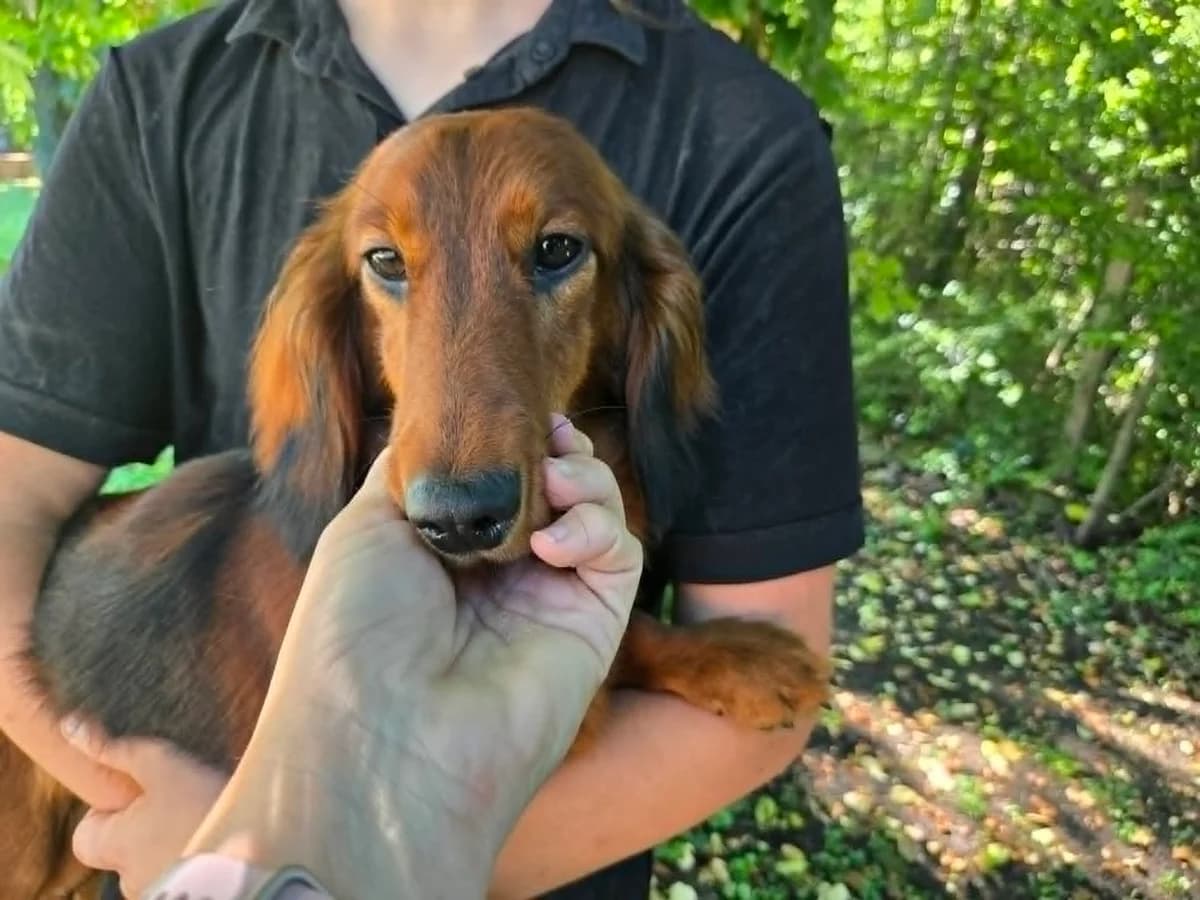 Cinders, young Dachshund for adoption at Rescue Pup 4 U, Bristol