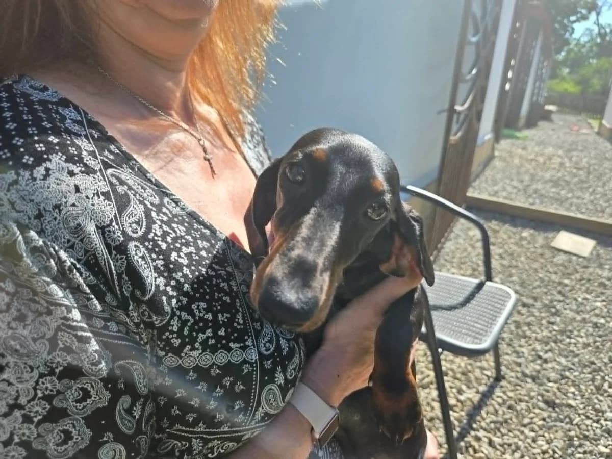 Cinders, young Dachshund for adoption at Rescue Pup 4 U, Bristol