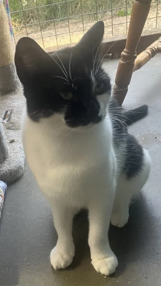 Petra Black, Mixed Breed Cat for adoption at Rescue Remedies, Richmond