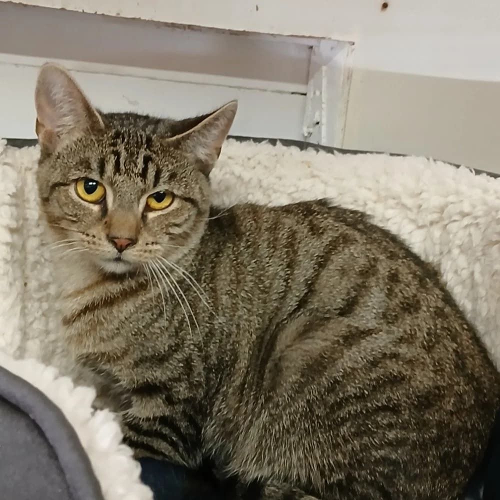 Cher Tabby, Mixed Breed Cat for adoption at Rescue Remedies, Richmond