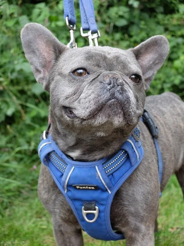 Pierre, French Bulldog for adoption at Rescue Remedies, Richmond