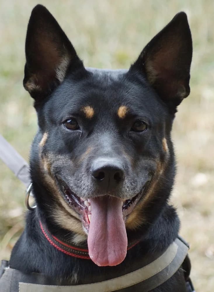 Marge Rottie, Belgian Shepherd for adoption at Rescue Remedies, Richmond
