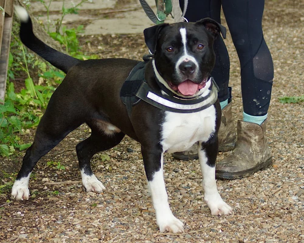 Billy Am, English Bulldog for adoption at Rescue Remedies, Richmond
