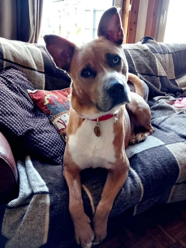 Vincey Huskey, Staffordshire Bull Terrier for adoption at Rescue Remedies, Richmond