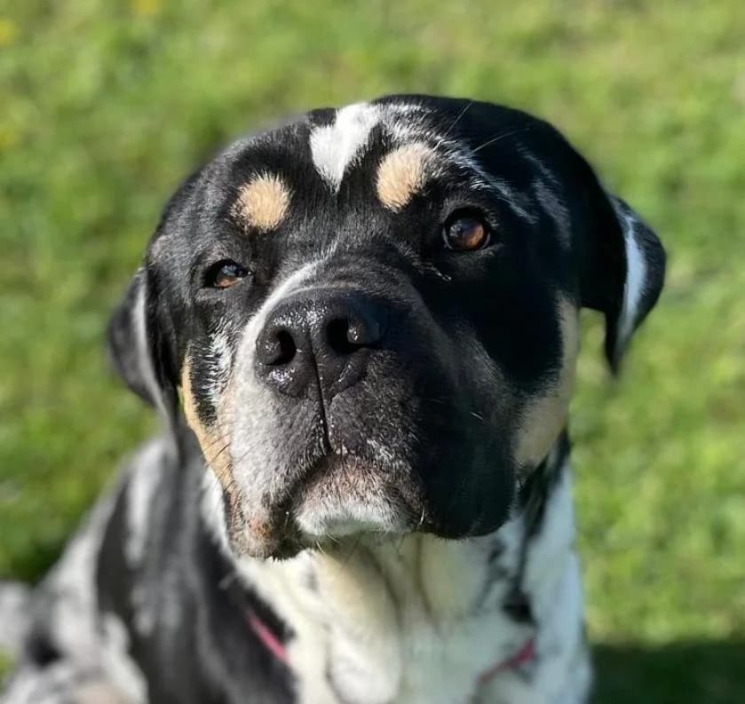 Domino Rottweiler, Mixed Breed for adoption at Rescue Remedies, Richmond