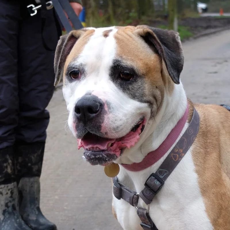 Mavis Am, English Bulldog for adoption at Rescue Remedies, Richmond