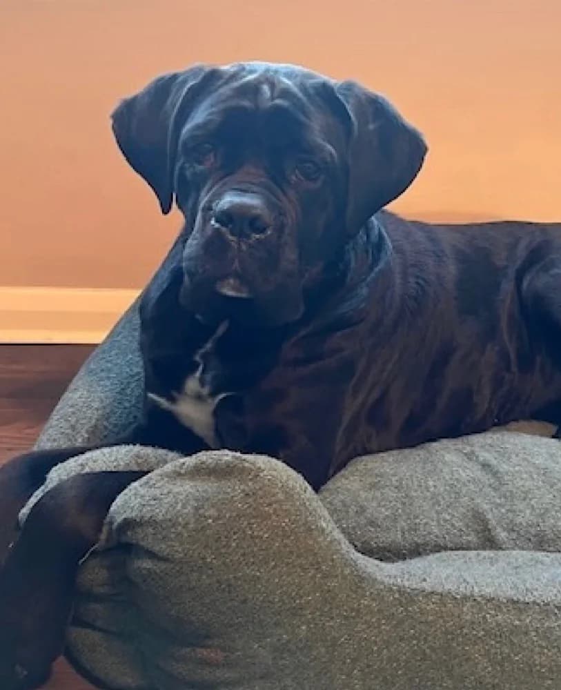 Martha Cane, Cane Corso for adoption at Rescue Remedies, Richmond
