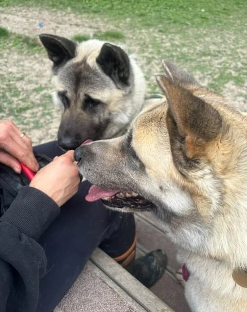 Luna, Akita for adoption at Rescue Remedies, Richmond