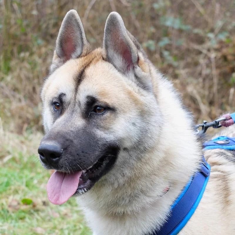 Nori Akita, Husky for adoption at Rescue Remedies, Richmond