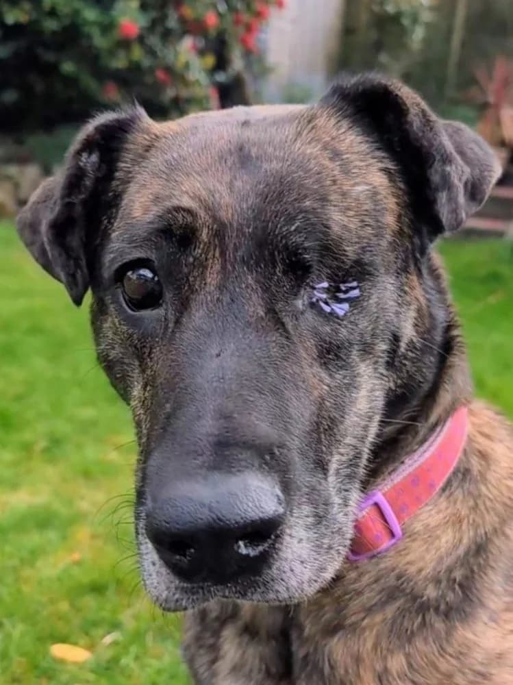 Zoey Mastiff, Mixed Breed for adoption at Rescue Remedies, Richmond