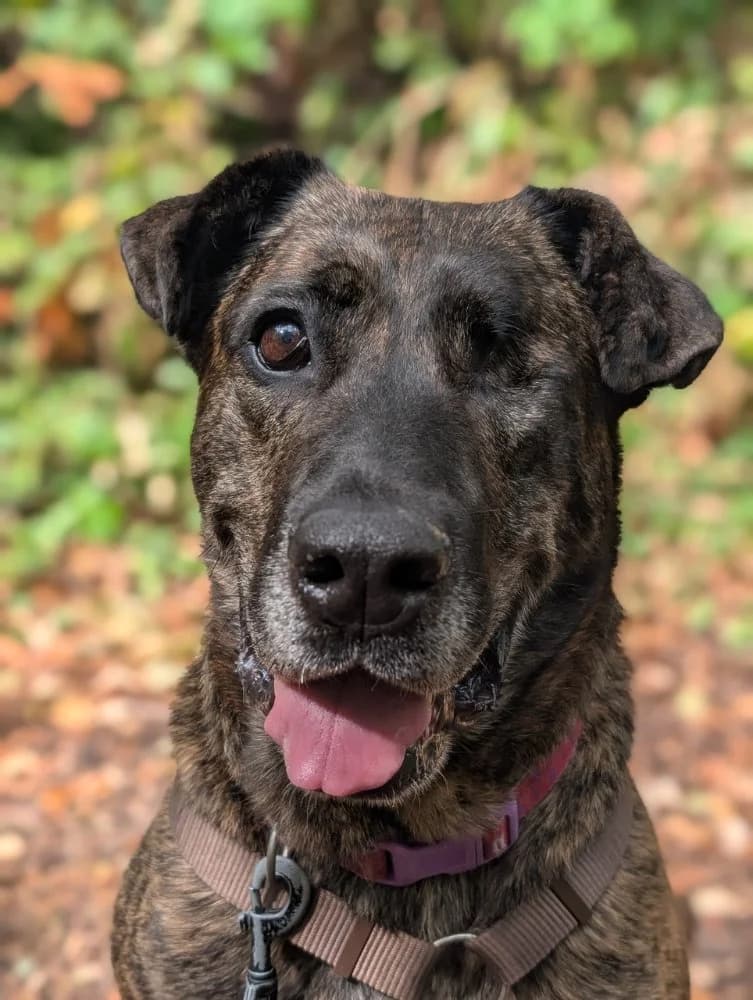 Zoey Mastiff, Mixed Breed for adoption at Rescue Remedies, Richmond