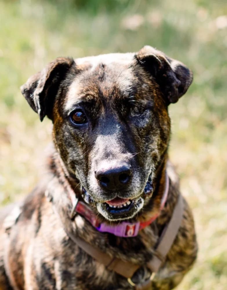 Zoey Mastiff, Mixed Breed for adoption at Rescue Remedies, Richmond
