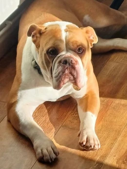 Bear Old, English Bulldog for adoption at Rescue Remedies, Richmond