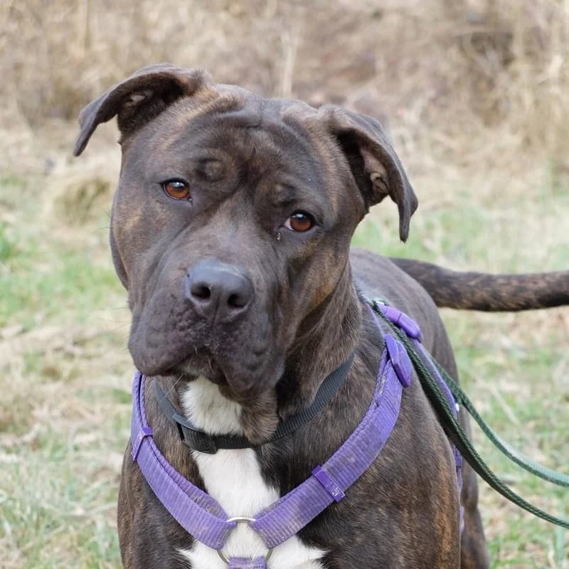 Bells, Mastiff for adoption at Rescue Remedies, Richmond