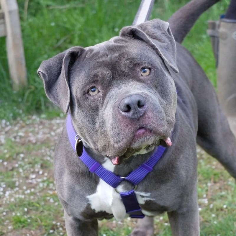 Heather Mastiff, Mixed Breed for adoption at Rescue Remedies, Richmond