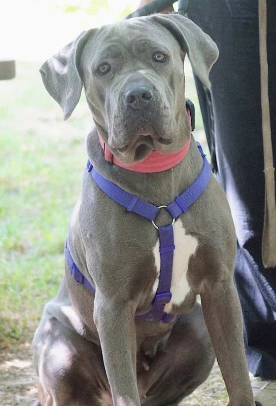Sweetie Cane, Cane Corso for adoption at Rescue Remedies, Richmond