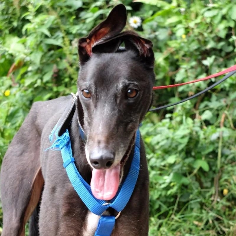 Farran Greyhound, Mixed Breed for adoption at Rescue Remedies, Richmond