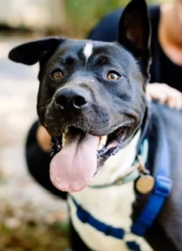 Teddy Akita, Staffordshire Bull Terrier for adoption at Rescue Remedies, Richmond